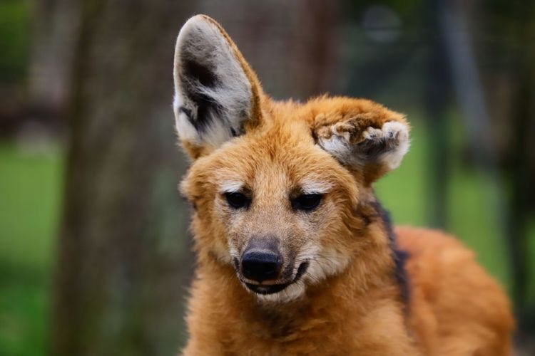 Close-up portrait of maned wolf