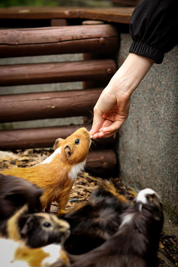 Cute red guinea pig stretches for chips straight from the breeder's hand. cavia porcellus candy