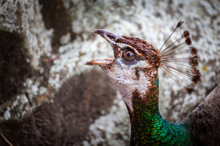 Close-up of peafowl
