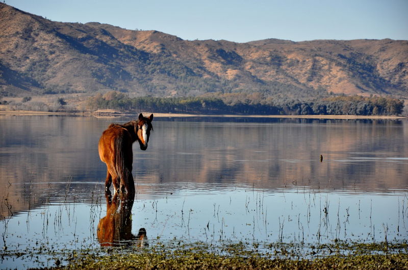 Horse in a lake