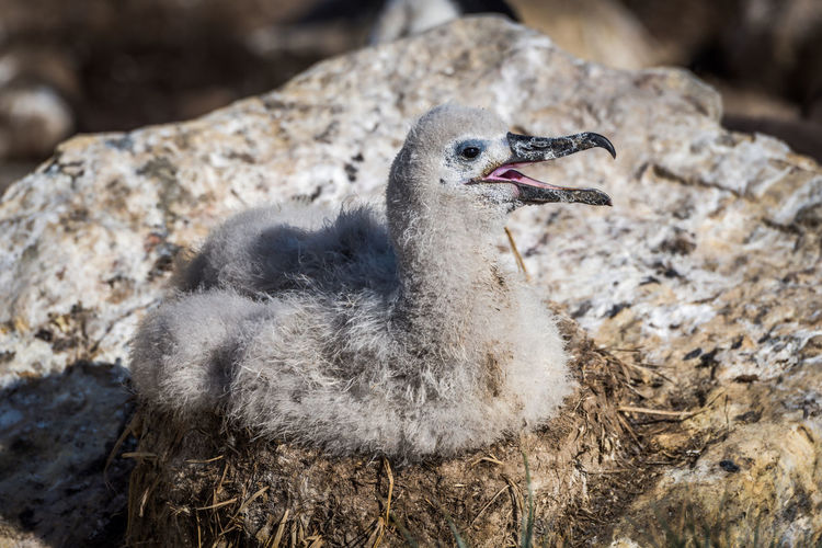 Close-up of young albatross relaxing on rock