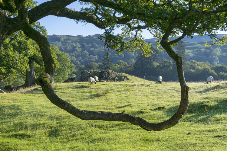 View of a tree in a field