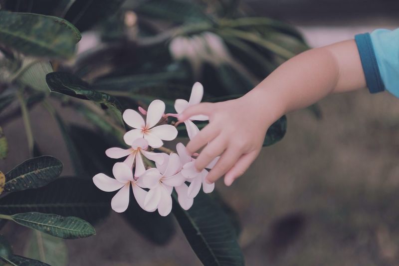Cropped hand touching flowers