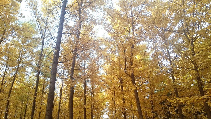 Low angle view of trees in forest during autumn