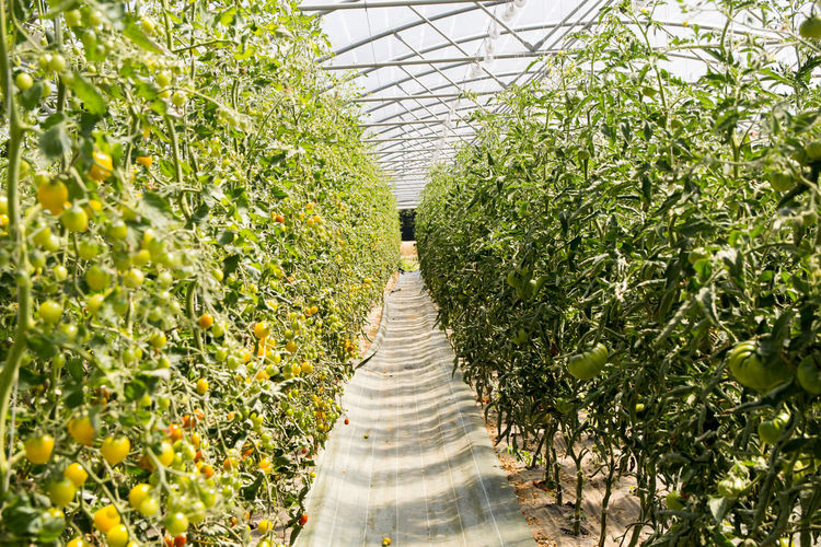 Plants growing in greenhouse