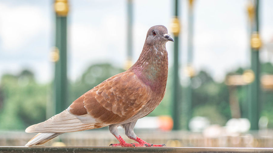 Close-up of pigeon perching on railing