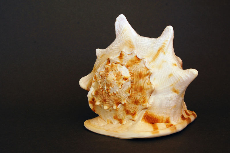 Studio shot of spiral seashell