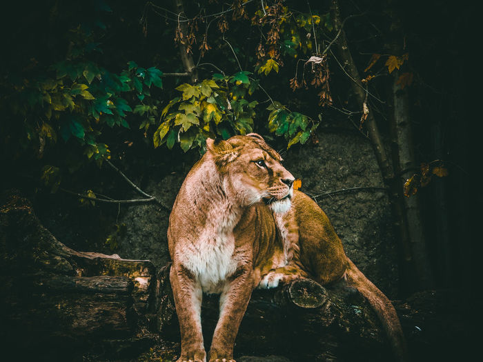 Lioness found at amsterdam zoo