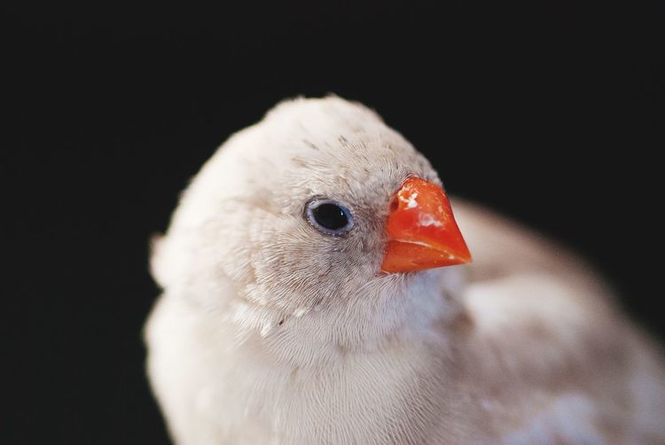 Close-up of a finch against black background