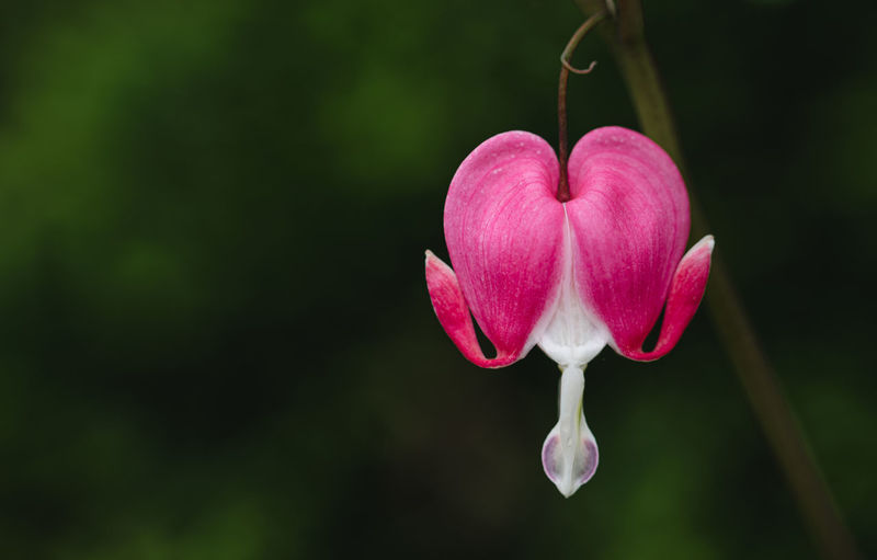 Close up of pink and white bleeding heart flower in bloom.