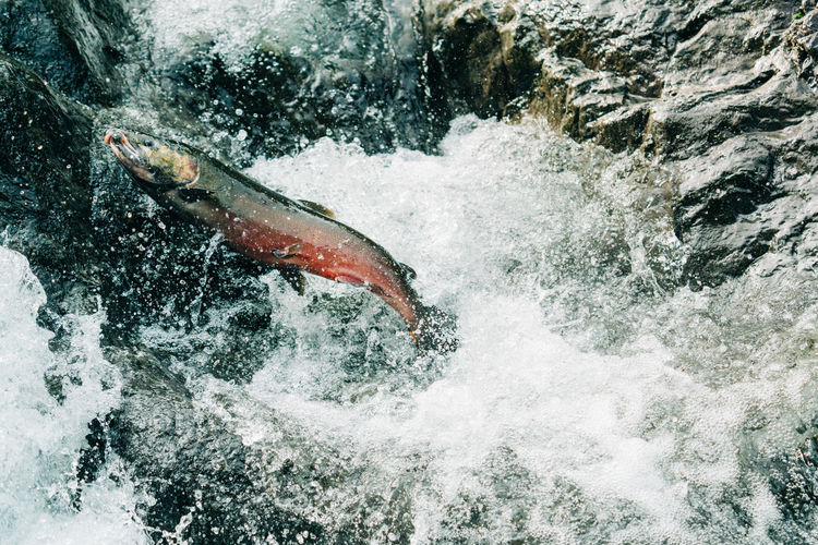 A coho salmon jumping up a waterfall to get to its spawning grounds