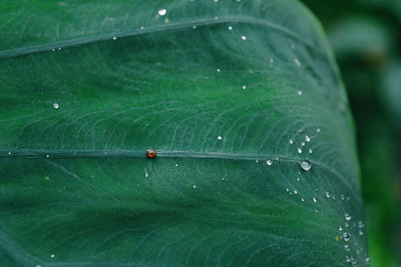 Small ladybug on wet green leaf