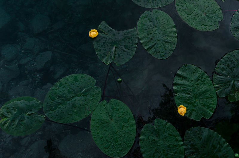 High angle view of lotus water lily in lake, lake bled, slovenia