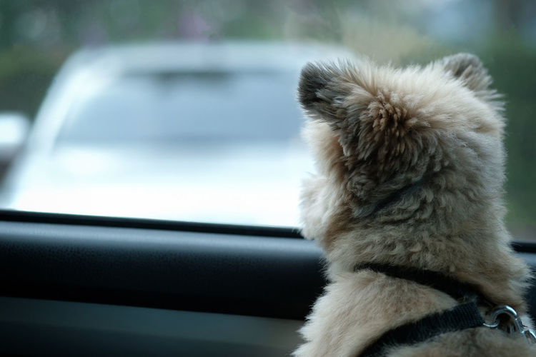 Close-up of cat looking through car window
