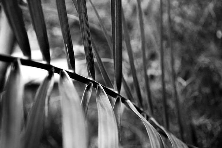 Close-up of metal fence against plants