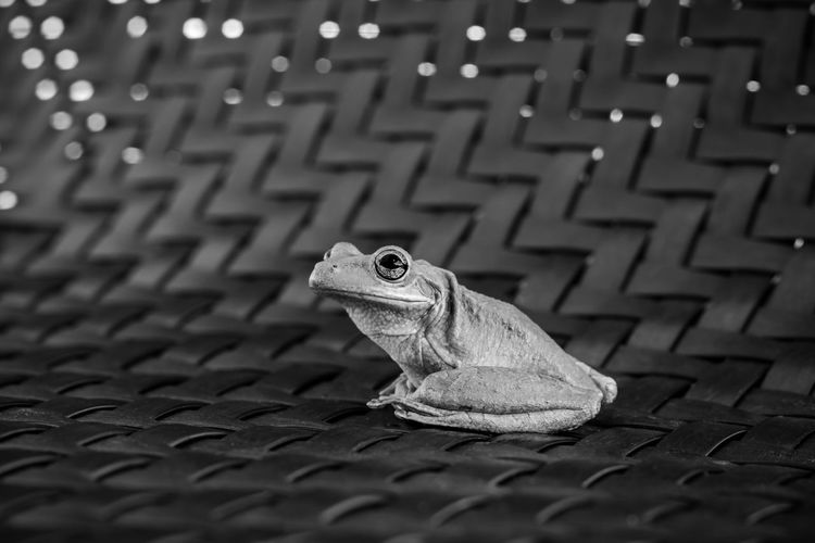 Close-up of a frog on textured fabric 