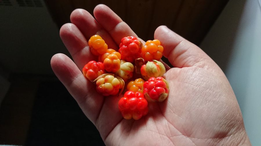 Close-up of hand holding cloudberries