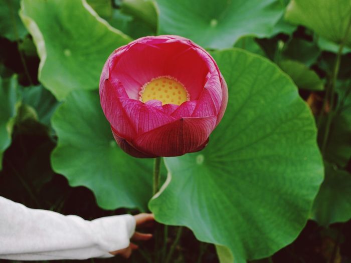 Close-up of pink flower