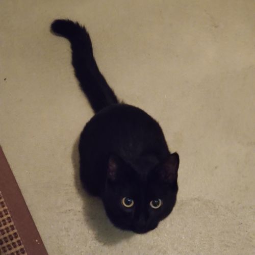 Portrait of black cat relaxing on floor