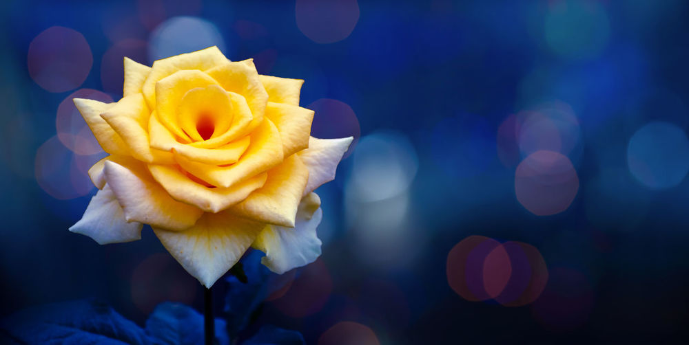 Close-up of yellow rose