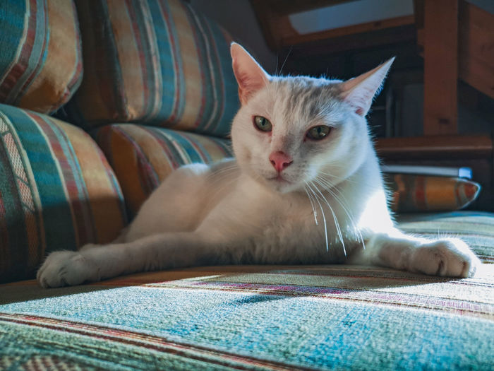 Close-up portrait of cat relaxing at home