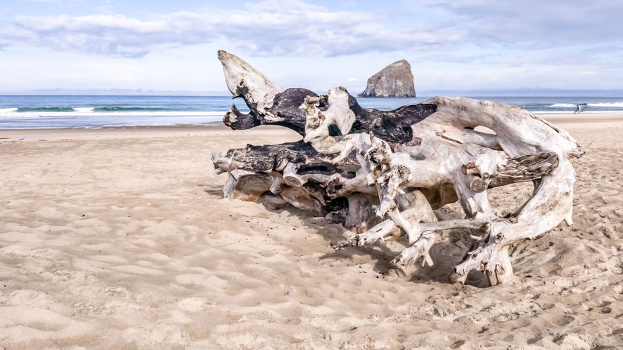 Driftwood on beach against sky