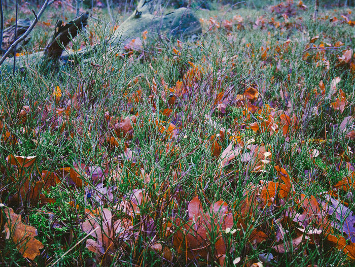 Full frame shot of multi colored leaves