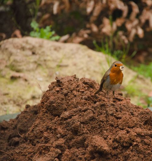 Close-up of bird perching on ground