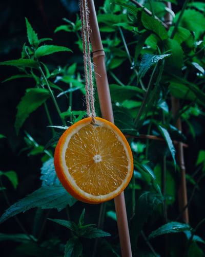 Close-up of orange fruit on plant