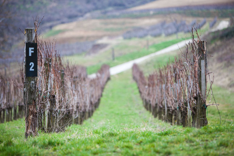 Dry grape plants in vineyard
