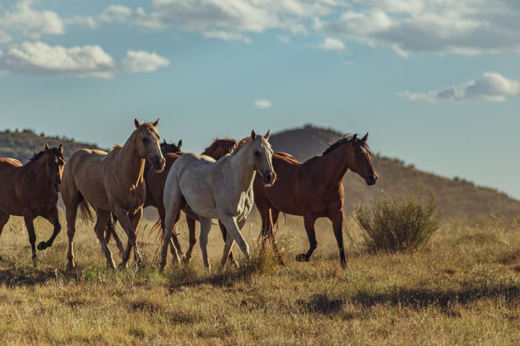 Horses standing in a field