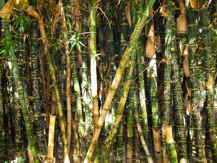 Extreme close up of bamboos