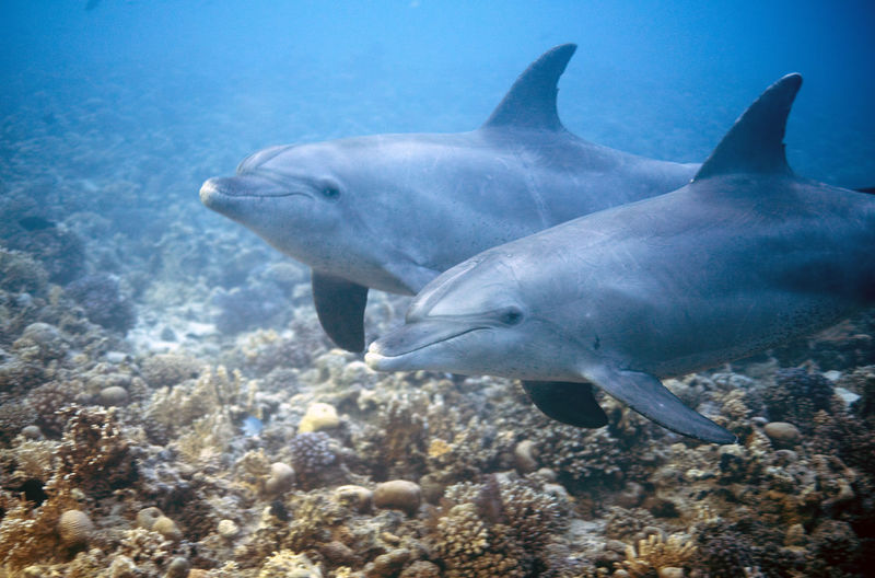 2 dolphins 