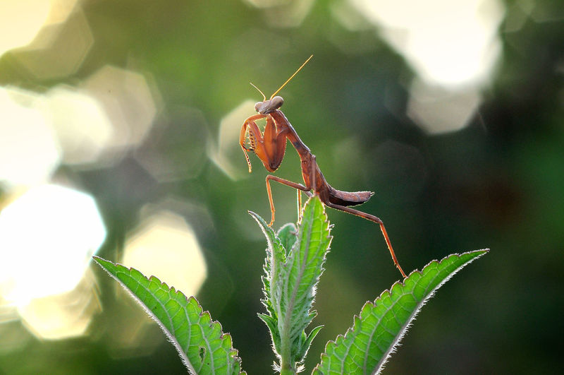 Red mantis