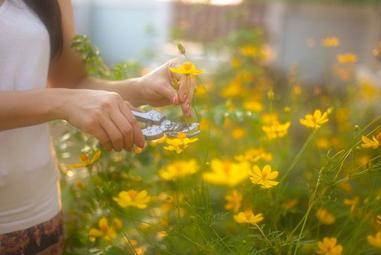 Midsection of woman cutting yellow flower in garden