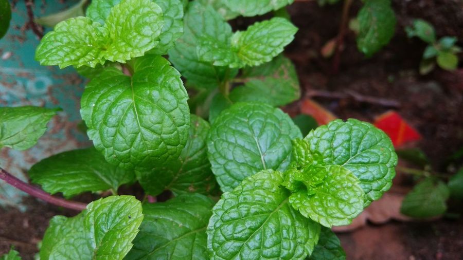 Mint fresh mint leaves background,  closeup growing organic mint
