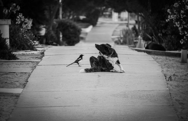 View of a bird on footpath