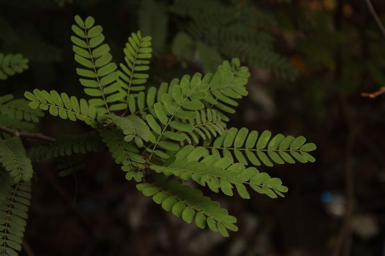 Close-up of fern leaf on tree in forest