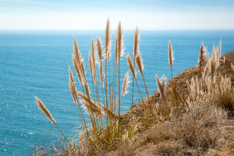 Pampas grass at the pacific coast highway, california