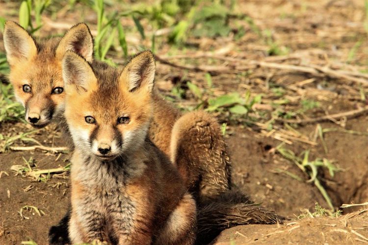 Baby foxes