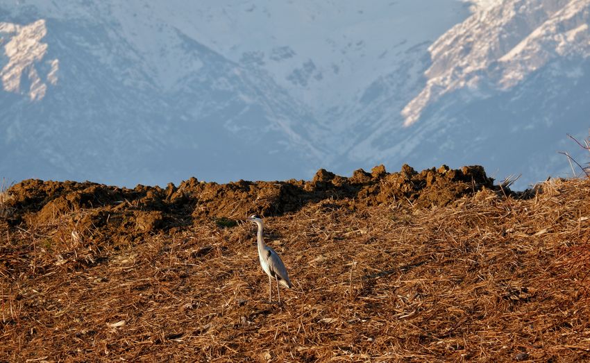 A grey heron in a field with snow covered mountains 