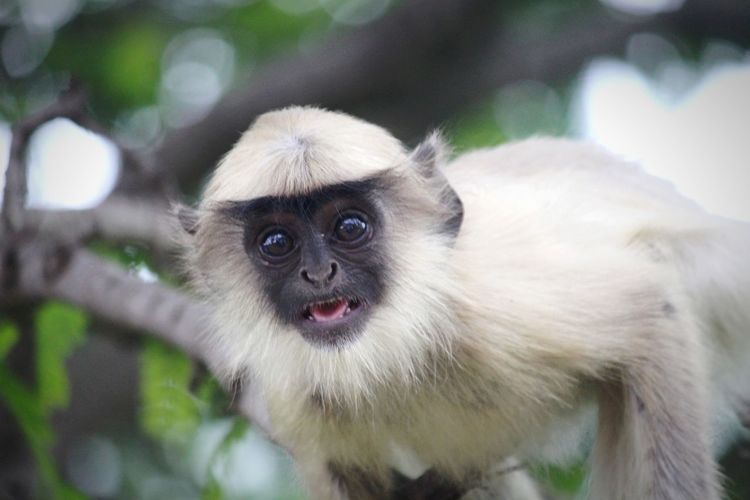 Close-up portrait of monkey baby on tree