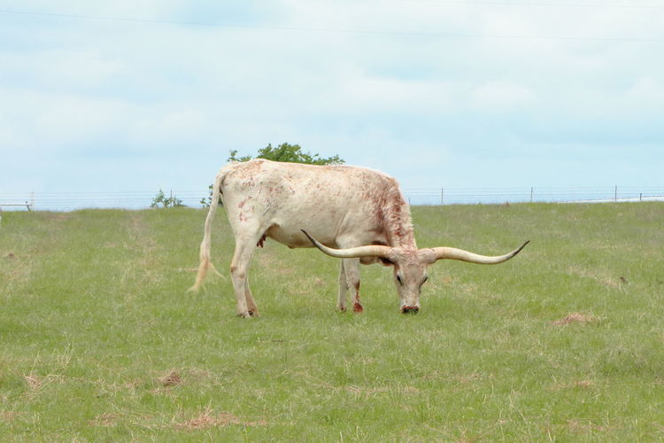 Texas longhorn cattle grazing