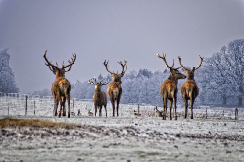 Herd of deers on a field during winter 