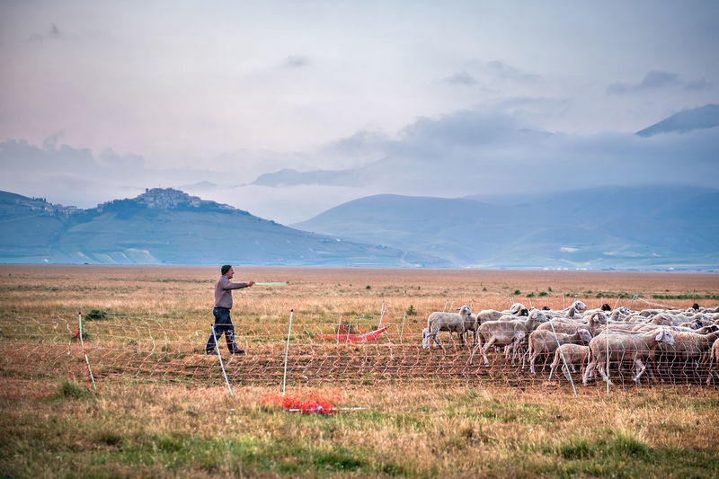 Shepherd walking with sheep on field against mountains