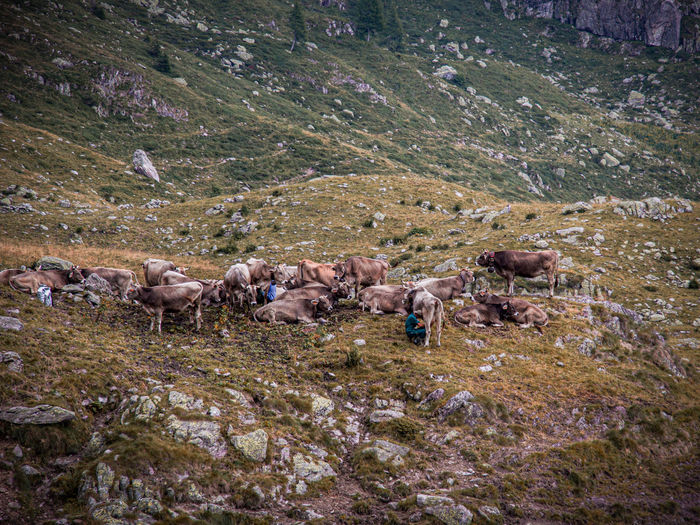 Cows grazing in the mountain pasture