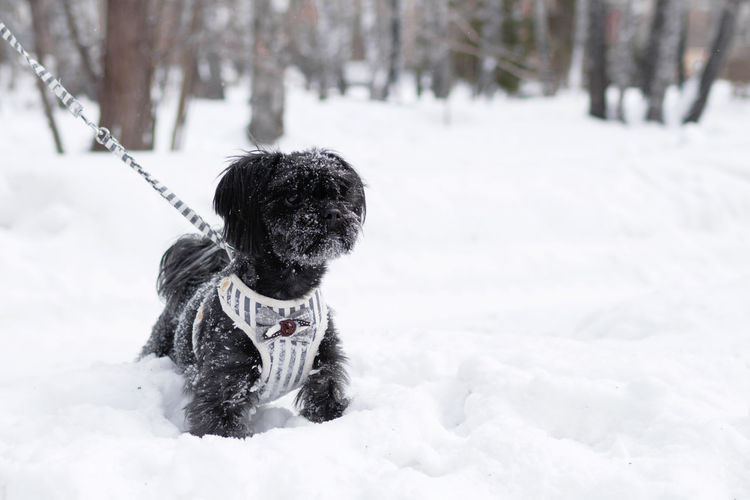 Black russian colored lap dog phenotype on a background of coniferous forest at wintertime.