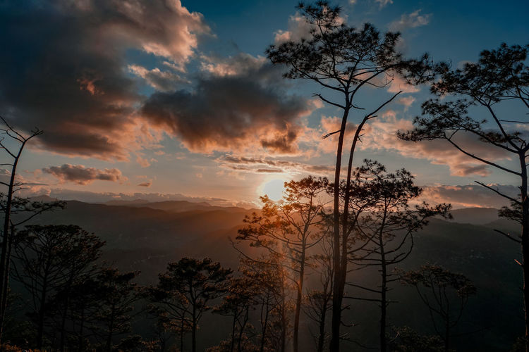 Low angle view of silhouette trees against sky during sunset