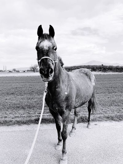 Horse standing in field 