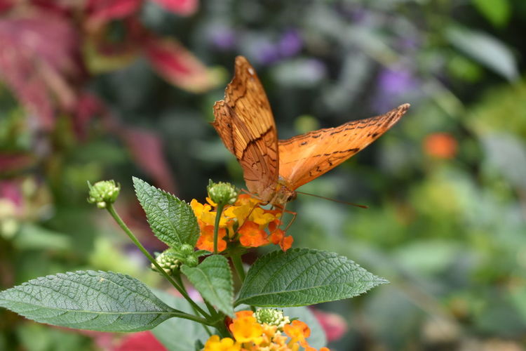 Close-up of butterfly on orange flower